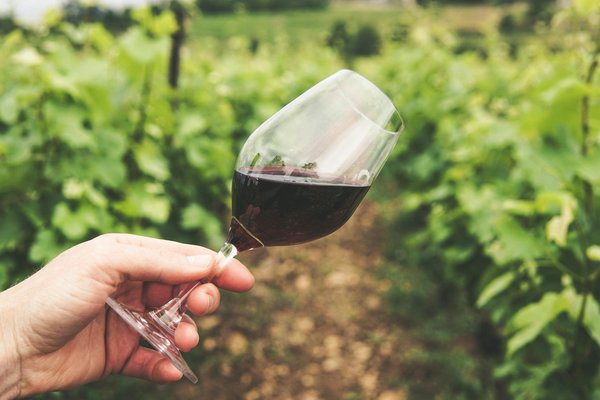 Vin Côte-Rôtie : l'élégance du Rhône à découvrir